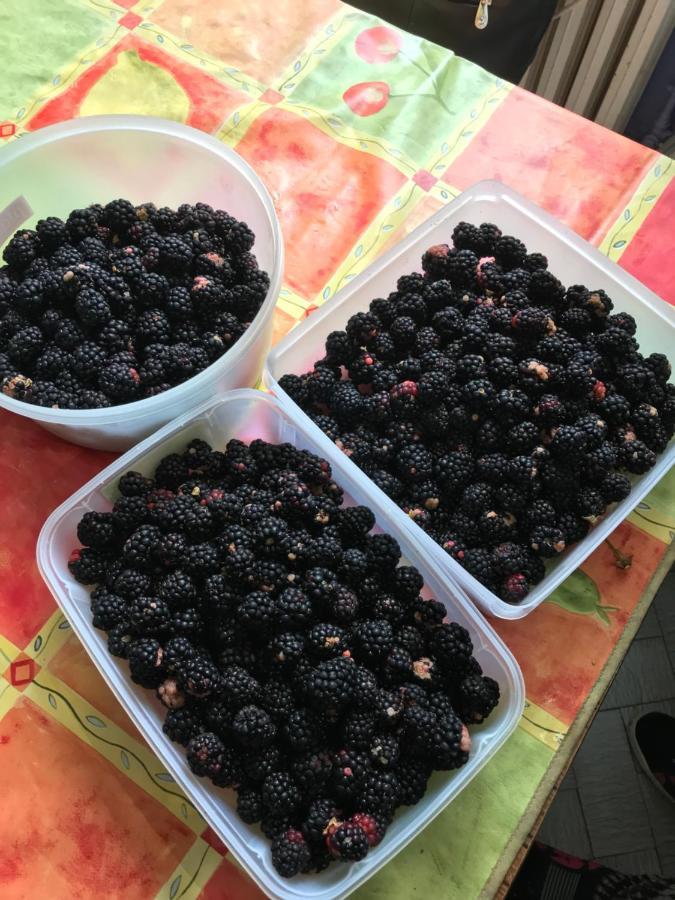 Violette Daire Bordeaux Dış mekan fotoğraf