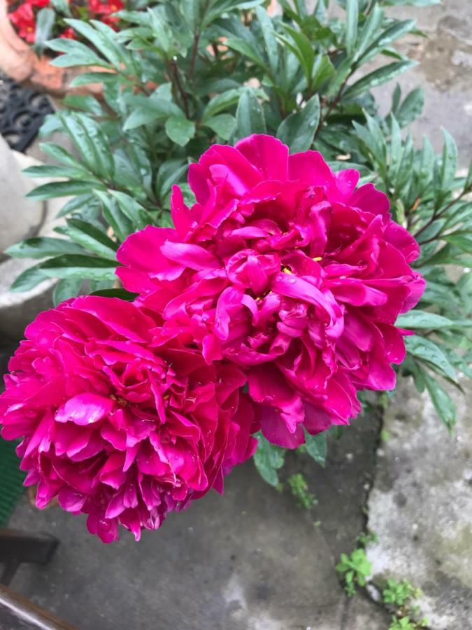 Violette Daire Bordeaux Dış mekan fotoğraf